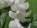 Puakenikeni Foam Lei